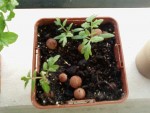 tomates cerises