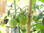 Mes pieds de tomates en gros plan