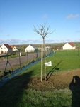 L'arbre de Judée à sa plantation