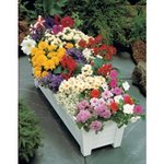 tapis_de_fleurs.jpg