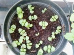 basilic grand vert( un rescapé)