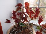 Plante_001.JPG