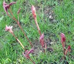 DSCF2494.jpg