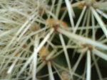 DSC00371.JPG