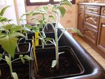 Tomates.JPG