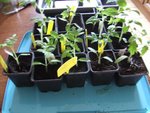 Encore des tomates.JPG