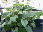 Ipomées volubilis en pot