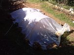 Le petit tunnel avec haricots et fraises dessous .