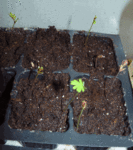 mimosa2.gif