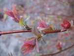 IMG_5985 - Copie.JPG