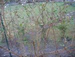 IMG_5991 - Copie.JPG