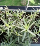 estragon