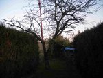 arbre général