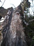 gros plan sur l'arrière de la branche, bois &quot;mangé&quot; et gros trou au fond.