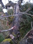 vue d'ensemble de la branche la plus malade. (il y a quelques autres branches mortes).