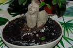 Bonzaï ficus