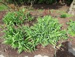 Les premières plantes mystère. Je précise que dessous il y a de gros bulbes blancs qui sont en train de déborder sur la terrasse :s