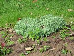 Est-ce que ça, ça va fleurir ou est-ce que ça va rester des mini feuilles vertes épaisses ?