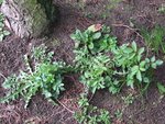 Alors pour ça, le propriétaire nous a dit que c'était des herbes aromatiques mais j'suis pas convaincue pour tout :D