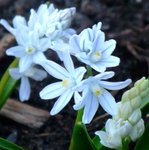 Voir fleurs et  épi à droite complètement.
