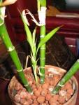 IMG_0013.jpg