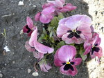 DSCN0578.JPG