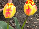 DSCN0593.JPG