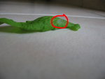 tomates3.jpg