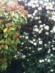jardin.jpg