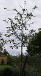 Sany0043.jpg