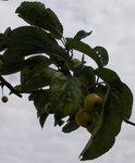 Sany0044.jpg
