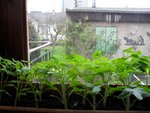 Tomate 08 avril 2010.JPG