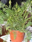 plante inconnue 1.jpg