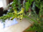 fleur 002.jpg