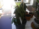 DSCN0309.JPG