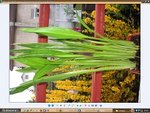 photo plante.JPG