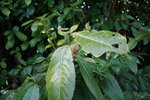 IMG_8375 [1600x1200].JPG