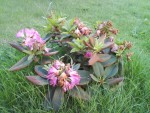 rhododendron.JPG