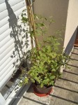 printemps 2008 023.jpg