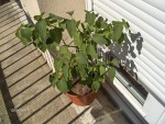 printemps 2008 024.jpg