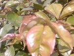 SP_A0033.jpg