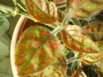 DSC00382.JPG