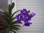 bdP1030518.JPG