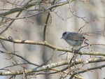 passereau-copie-web.jpg
