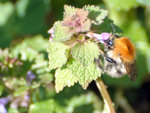 insecte-web.jpg