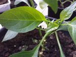 premiére fleur du piment