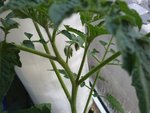 première fleur de tomate