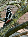 DSC_0172-web.jpg
