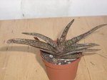 Est-ce un Aloes..??