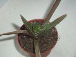 Un Aloe ... c'est sûr .. mais lequel...?